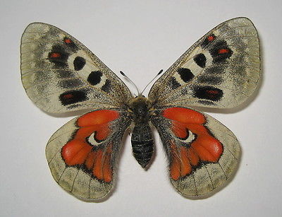 Parnassius wiscotti female (aberration) (Internet Image property of respective owner, non-commercial use only)
